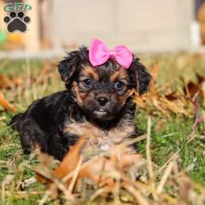 Melody, Yorkie Poo Puppy