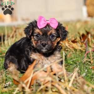 Melody, Yorkie Poo Puppy