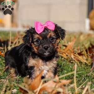 Melody, Yorkie Poo Puppy