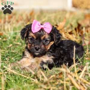Melody, Yorkie Poo Puppy