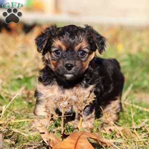 Melody, Yorkie Poo Puppy