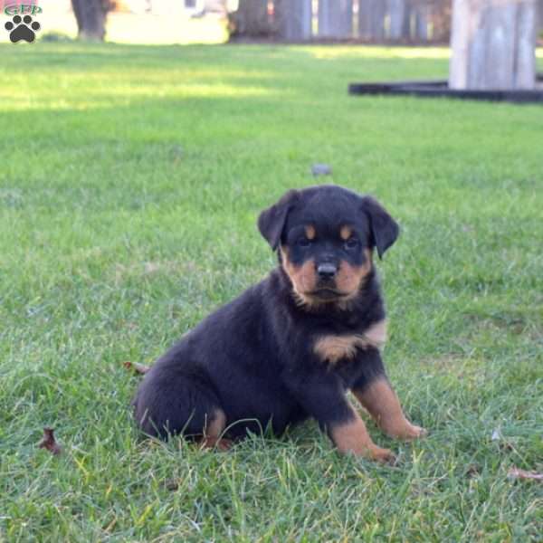 Melody, Rottweiler Puppy