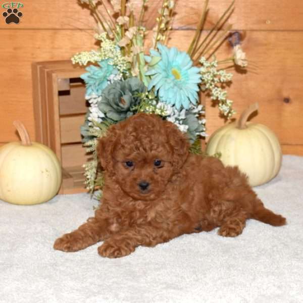 Melody, Cavapoo Puppy