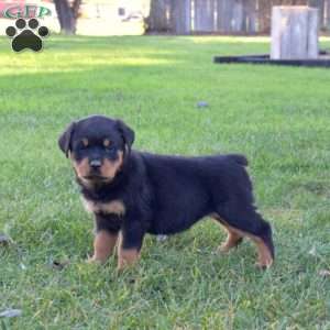 Melody, Rottweiler Puppy