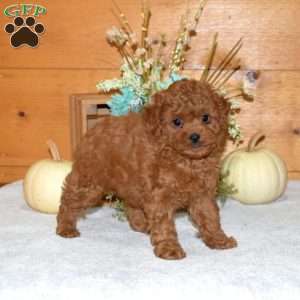 Melody, Cavapoo Puppy