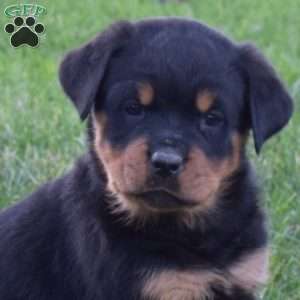 Melody, Rottweiler Puppy