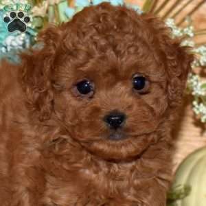 Melody, Cavapoo Puppy