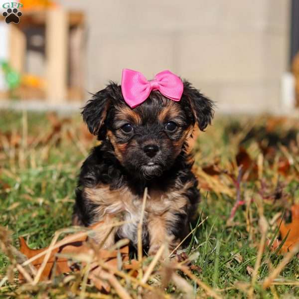 Melody, Yorkie Poo Puppy