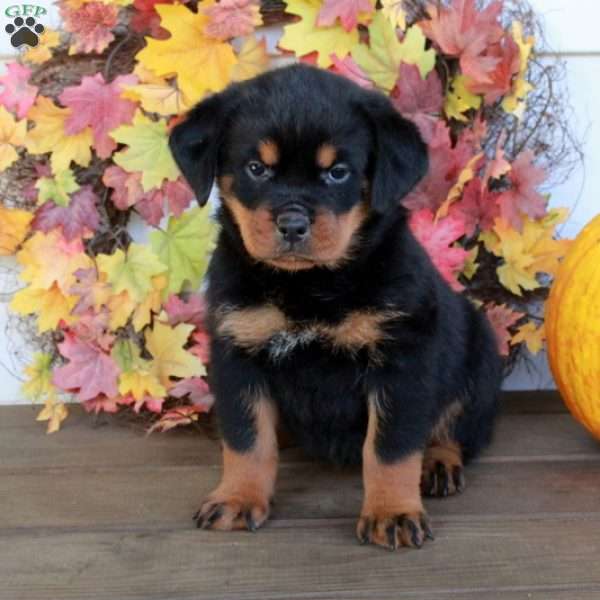 Mia, Rottweiler Puppy