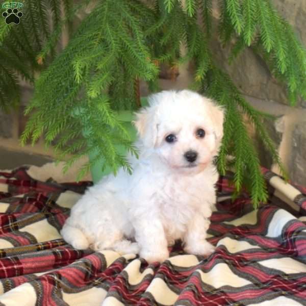 Mia, Bichon Frise Puppy