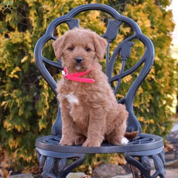 Mia, Labradoodle Puppy