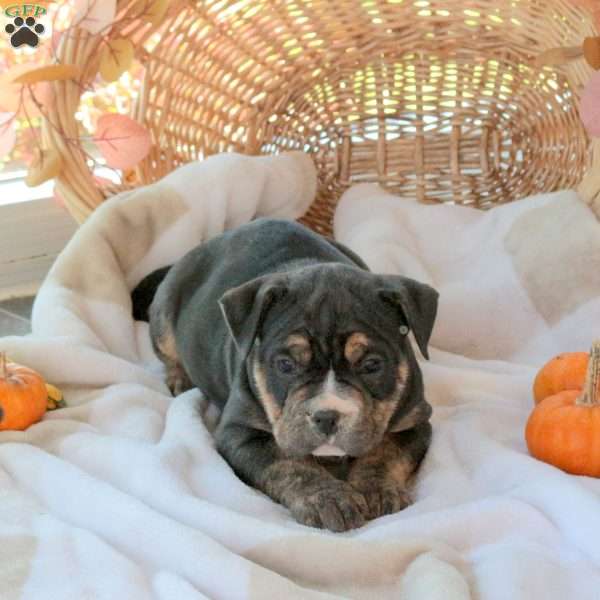 Mia, EngAm Bulldog Puppy