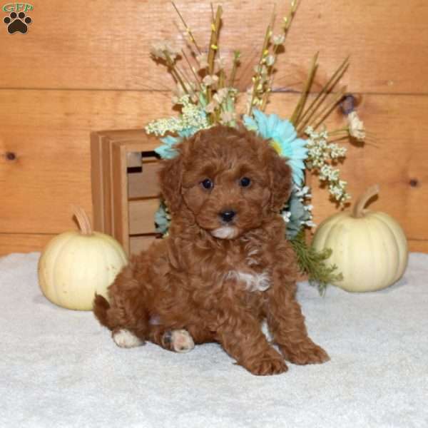 Mia, Cavapoo Puppy