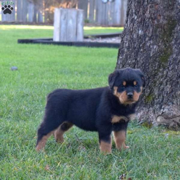 Mia, Rottweiler Puppy