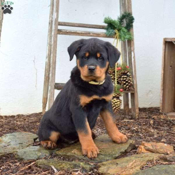 Mia, Rottweiler Puppy