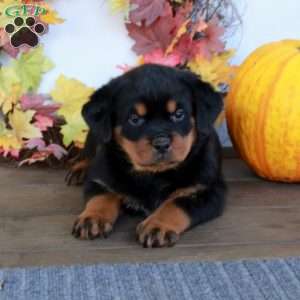 Mia, Rottweiler Puppy