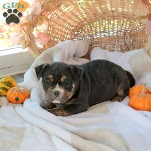 Mia, EngAm Bulldog Puppy