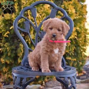 Mia, Labradoodle Puppy