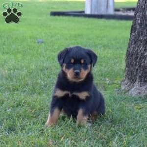Mia, Rottweiler Puppy
