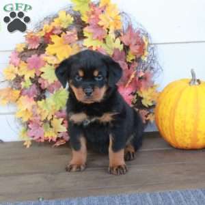 Mia, Rottweiler Puppy