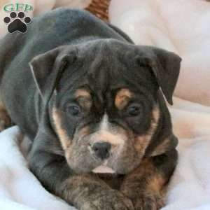 Mia, EngAm Bulldog Puppy