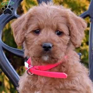 Mia, Labradoodle Puppy