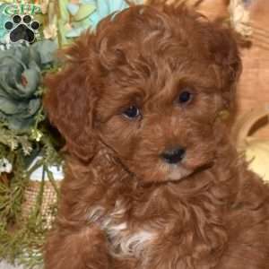 Mia, Cavapoo Puppy