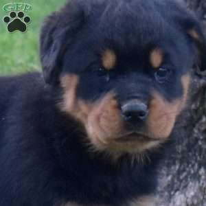 Mia, Rottweiler Puppy