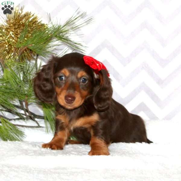 Mia – Mini, Dachshund Puppy