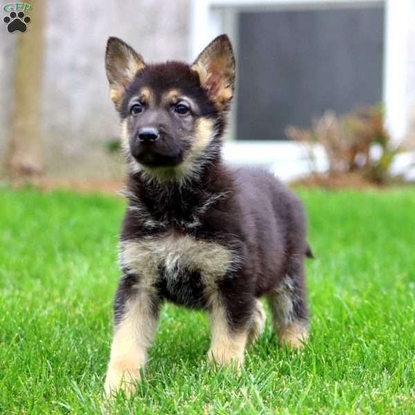 Mia, German Shepherd Puppy