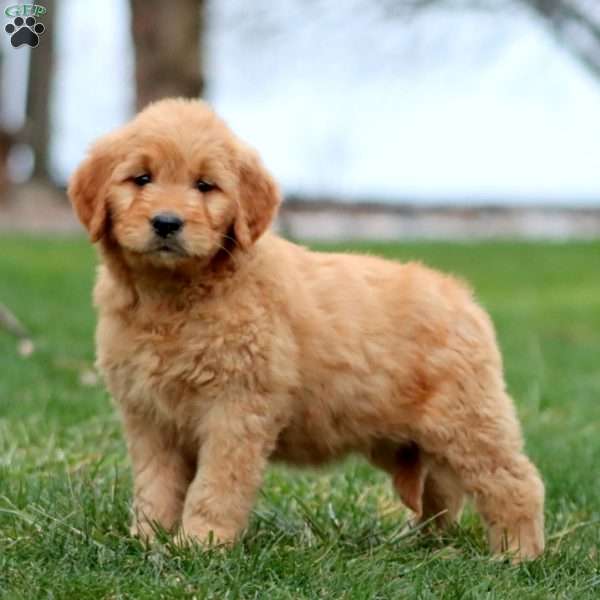 Mia, Goldendoodle Puppy