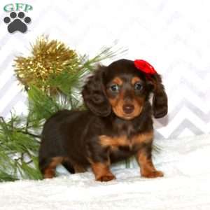 Mia – Mini, Dachshund Puppy