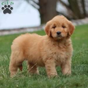 Mia, Goldendoodle Puppy