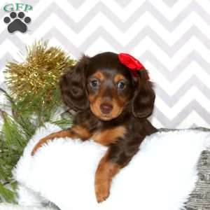 Mia – Mini, Dachshund Puppy