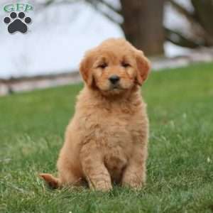 Mia, Goldendoodle Puppy