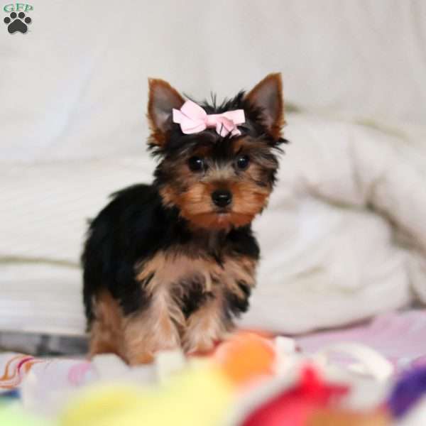 Mia, Yorkie Puppy