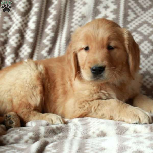 Micah, Golden Retriever Puppy