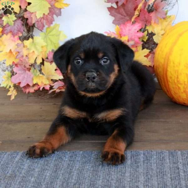 Micah, Rottweiler Puppy