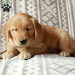 Micah, Golden Retriever Puppy