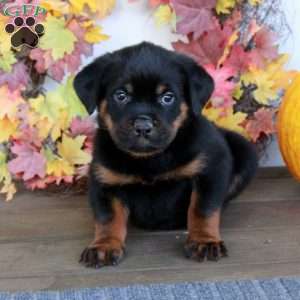 Micah, Rottweiler Puppy