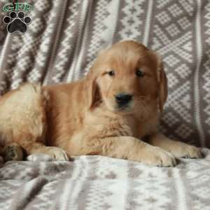 Micah, Golden Retriever Puppy