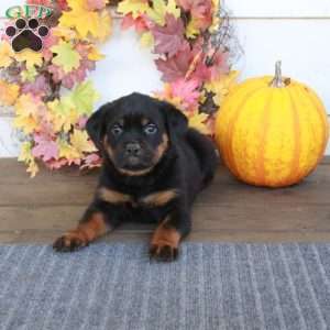 Micah, Rottweiler Puppy