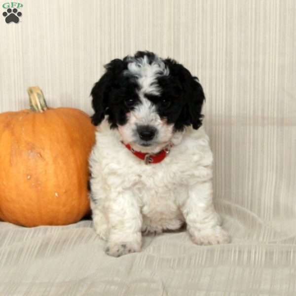 Mickey, Mini Bernedoodle Puppy