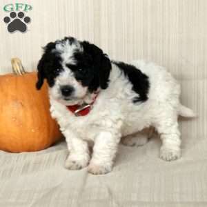 Mickey, Mini Bernedoodle Puppy