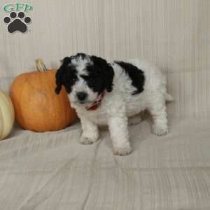 Mickey, Mini Bernedoodle Puppy