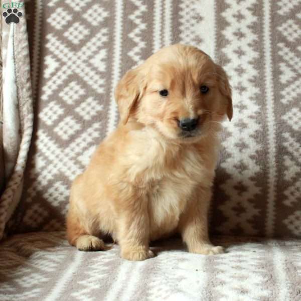 Mickey, Golden Retriever Puppy