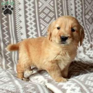 Mickey, Golden Retriever Puppy