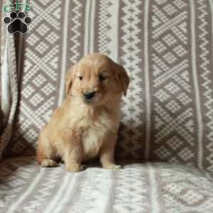Mickey, Golden Retriever Puppy