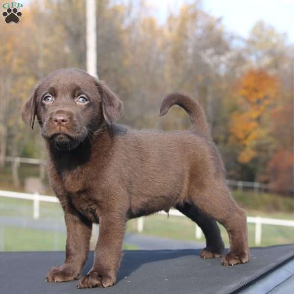 Mickey, Chocolate Labrador Retriever Puppy