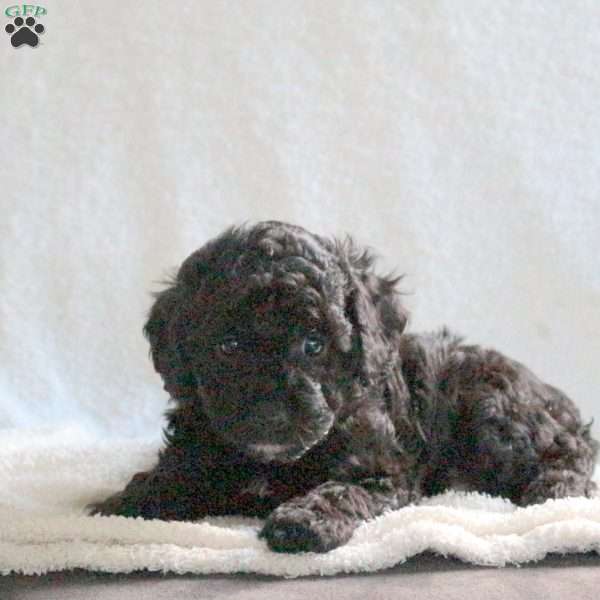 Midnight, Cavapoo Puppy